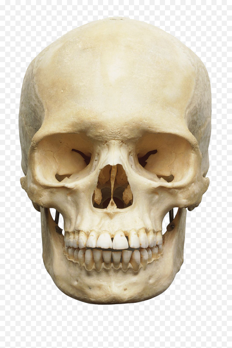 Download Free Png Skull - Head Skeleton Png,Skull Face Png