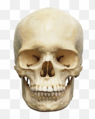 Download Free Png Skull - Head Skeleton