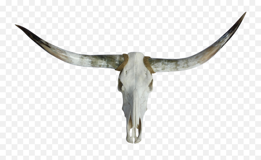 Free Longhorn Skull Png Download - Solid,Cow Skull Png
