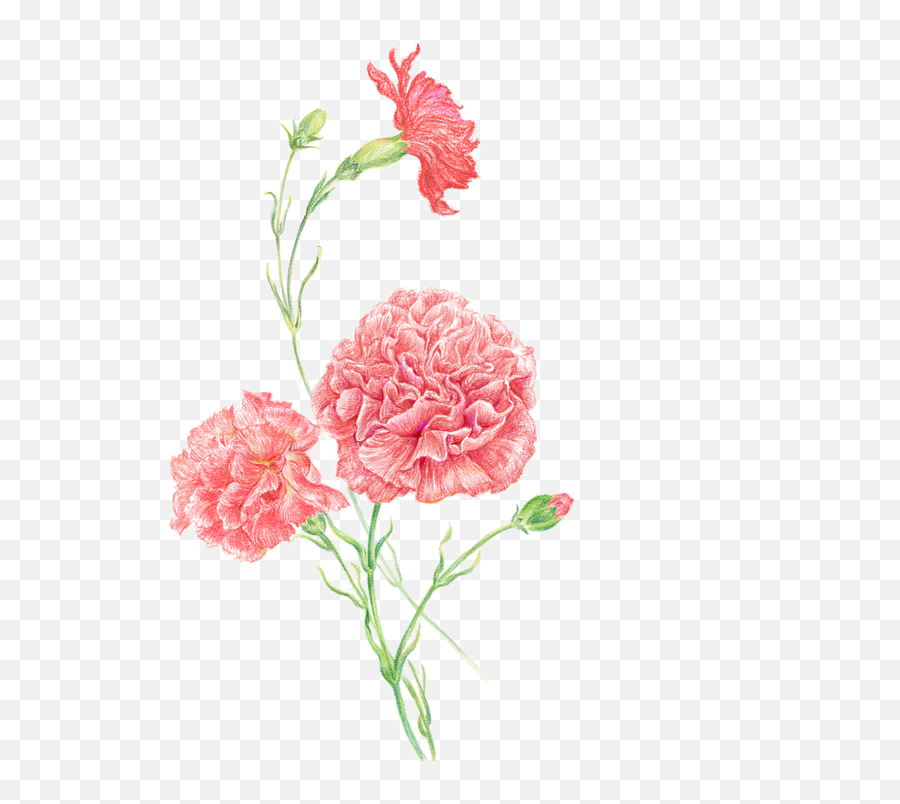 Carnation Clip Art Women Flower Pink - Pink Carnations Png,Carnation Png
