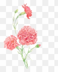 Carnation Clip Art Women Flower Pink - Pink Carnations Png,Carnation Png