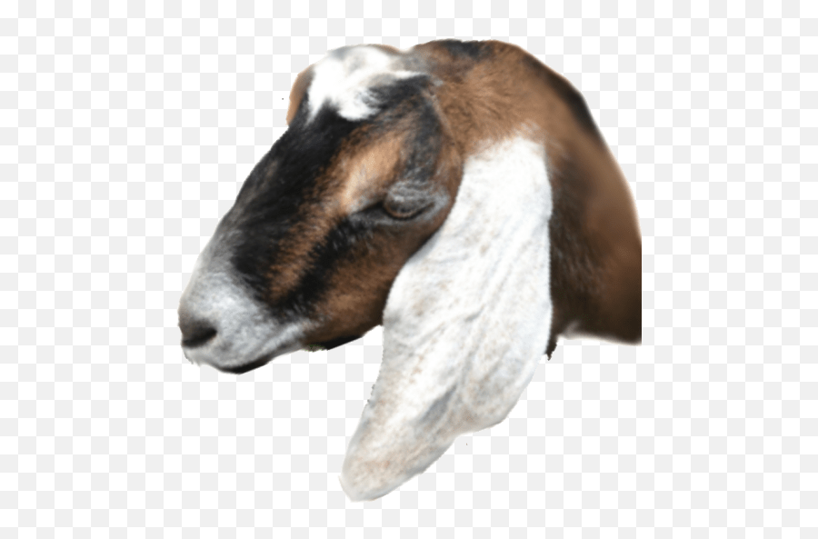 Cropped - Cropped Out Goat Head Png,Goats Png
