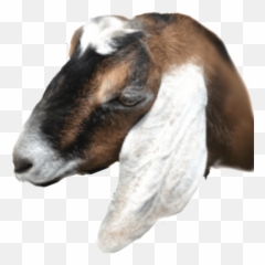 Cropped - Cropped Out Goat Head Png,Goats Png