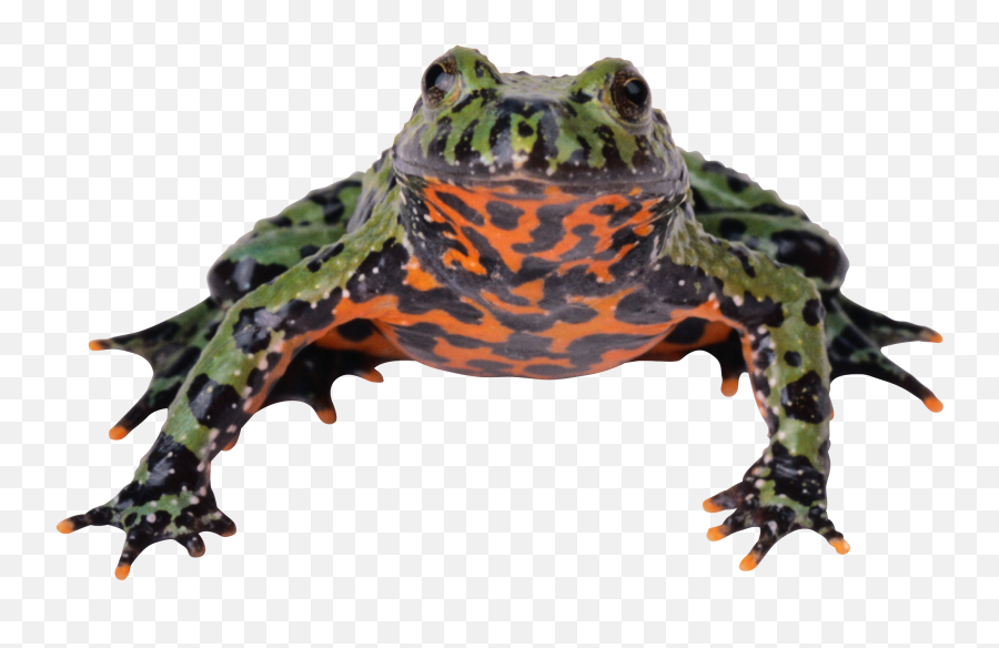 Frog Png - Fire Bellied Toad Transparent,Toad Transparent