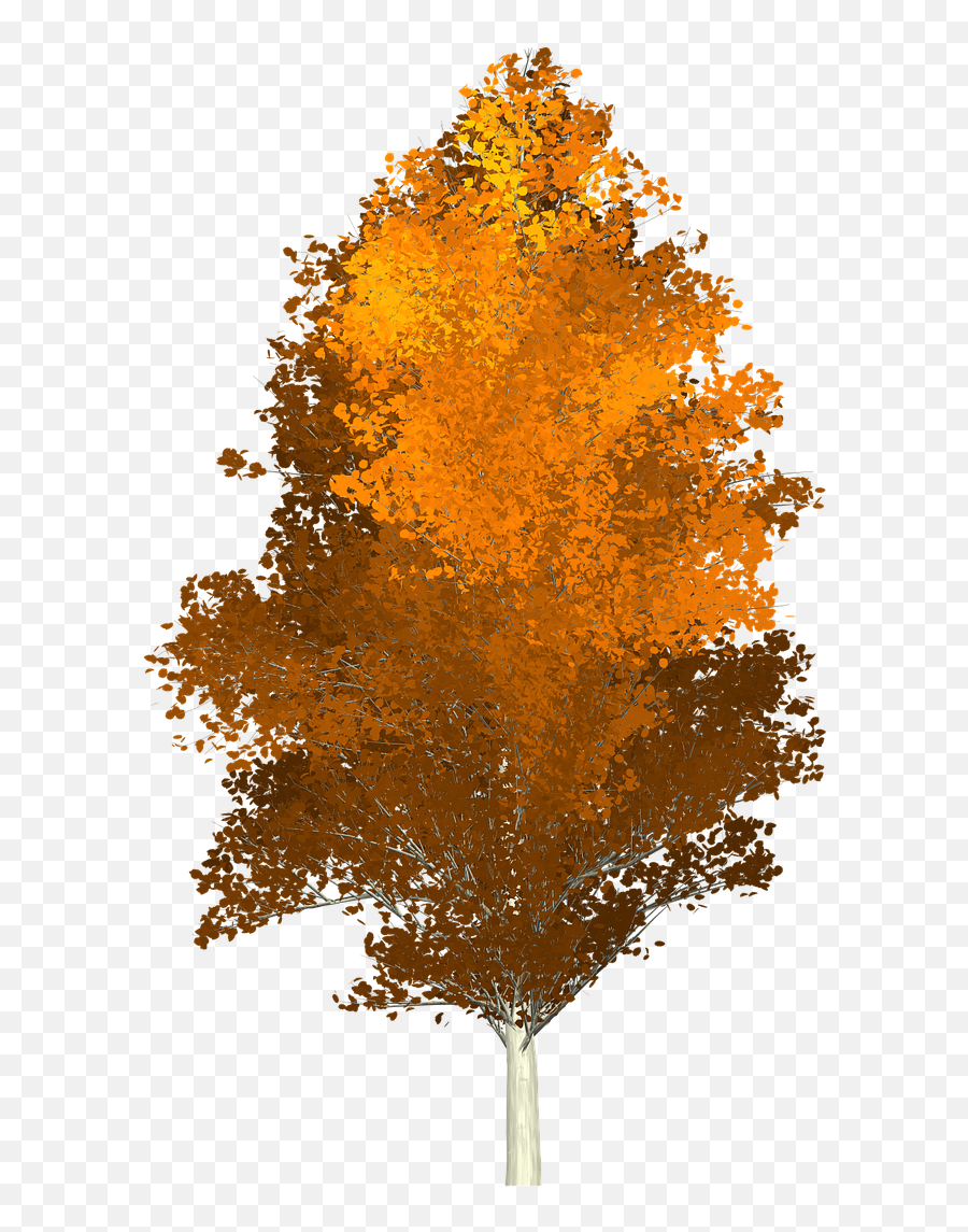 Forest Aspen Tree Autumn Orange - Aspen Silhouette Png,Aspen Tree Png