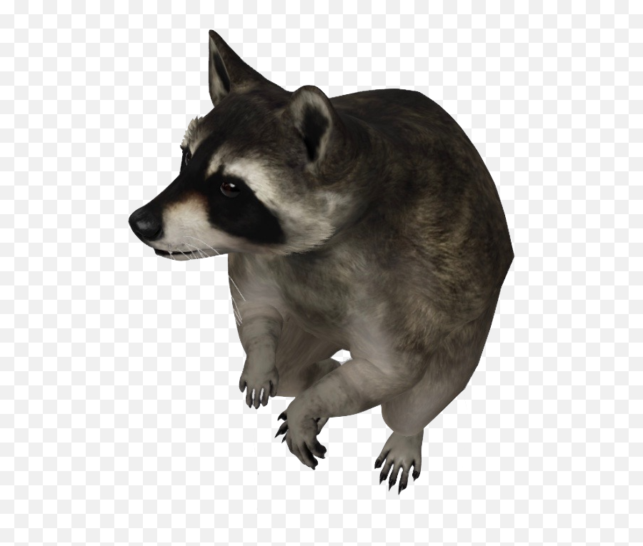 Google 3d Animals U0026 Ar Objects Full List Gallery - Raccoon 3d Google  Png,Racoon Icon - free transparent png images 