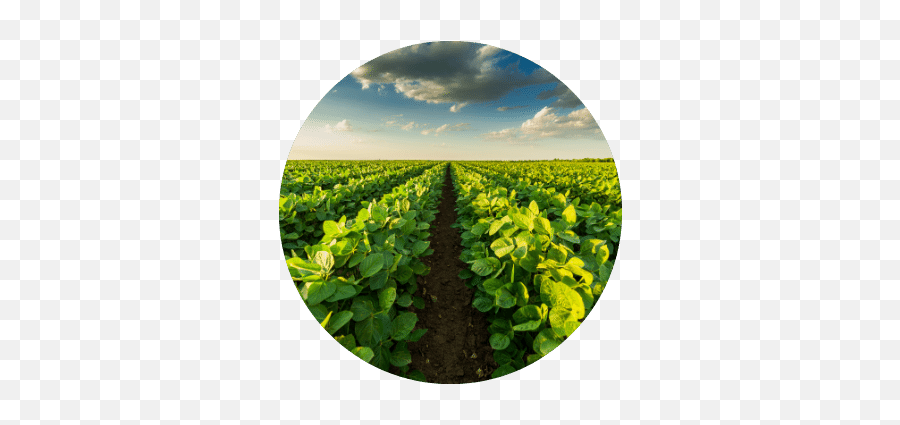 Dust Collection Agriculture Collector Filters - Soybean Farm Png,Agriculture Icon