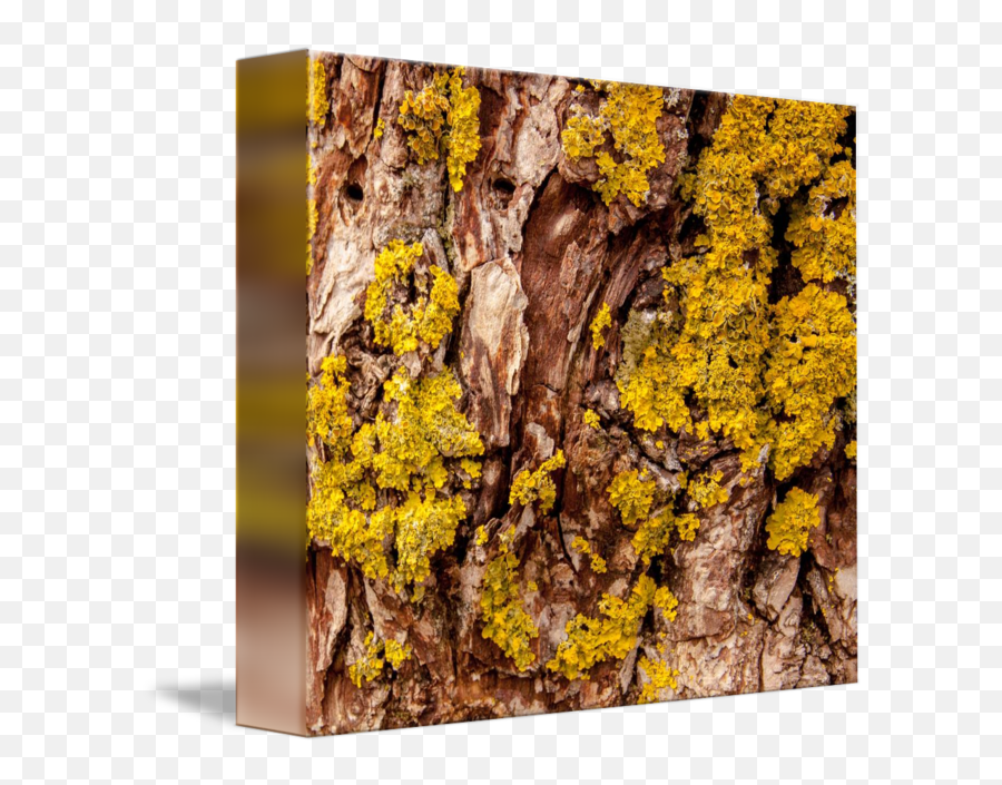 Tree Bark With Yellow Fungi - Wood Png,Tree Bark Png