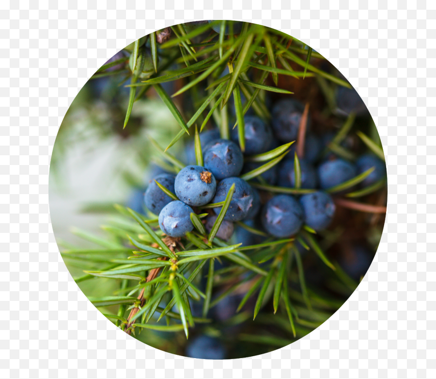 Juniper Berry Essential Oil Png