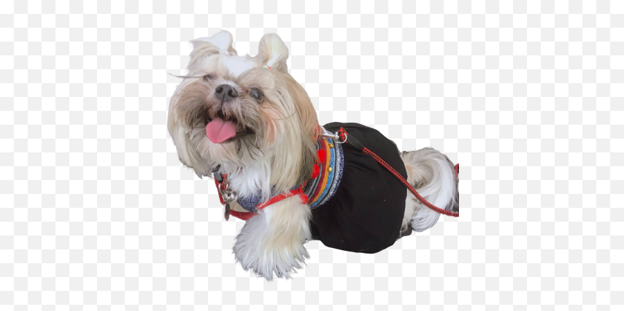 Download Free Adorable Dog Companion Png Icon - Dogs In Clothes Png,Companion Icon