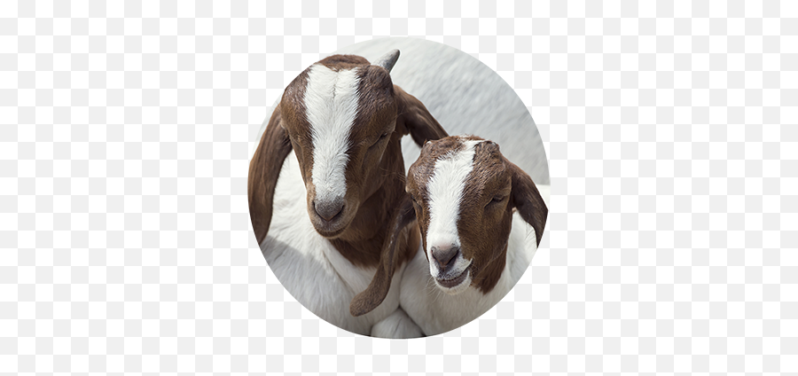 Sheep U0026 Goat Feed Heartland Feeds - Much Are Goats Worth Png,Goat Icon Png