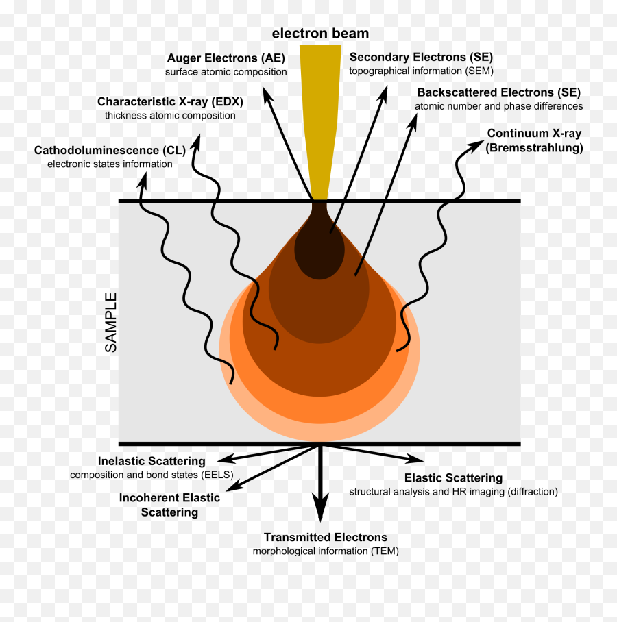 Electron Microscope - Wikipedia Scanning Electron Microscope Diagram Png,Microscope Transparent Background