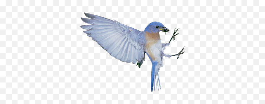 The Blue Bird Syndrome Happiness - White Sparrow Png Flying Blue Bird Png,Sparrow Png