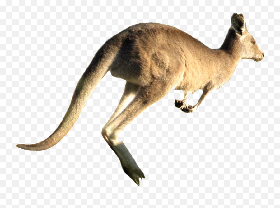 Png Transparent Images Free Download Kangaroo