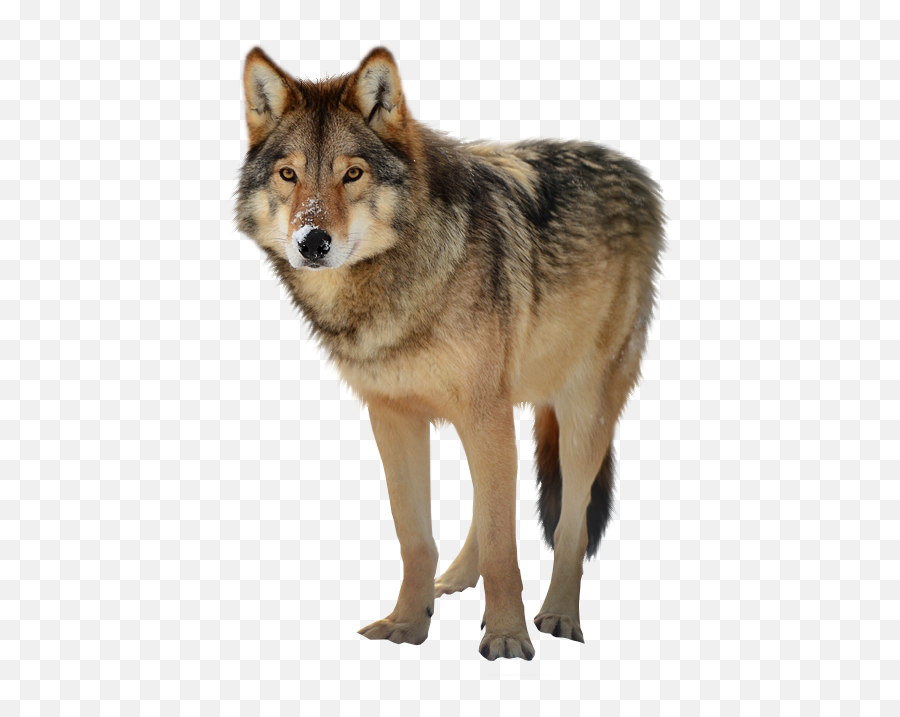 Timber Wolf Png - Wolf Transparent Png,Timber Png