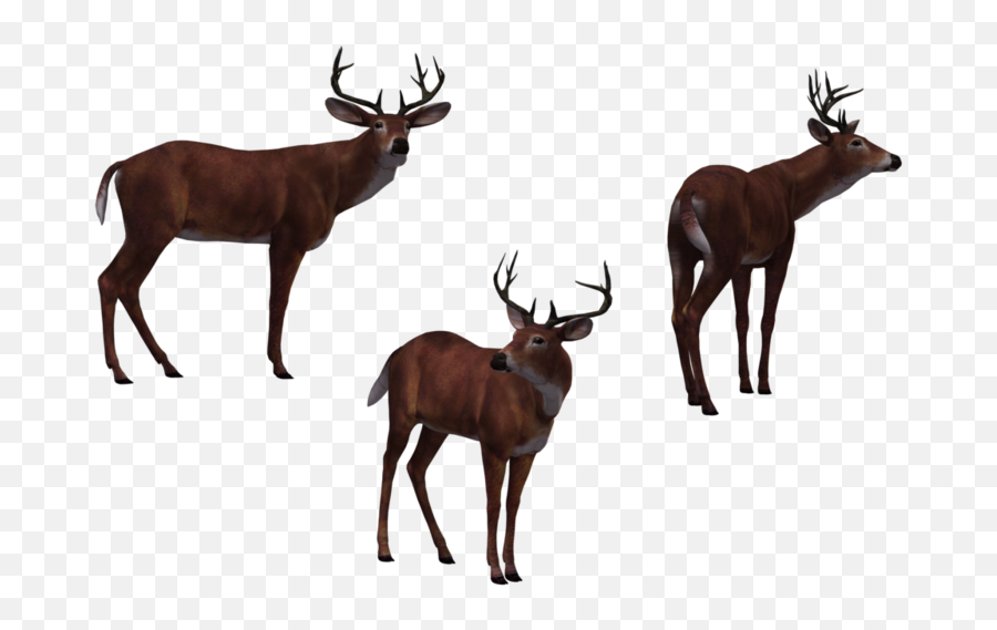 Download Deer Buck 03 By Free Stock - Deer Png,Buck Png