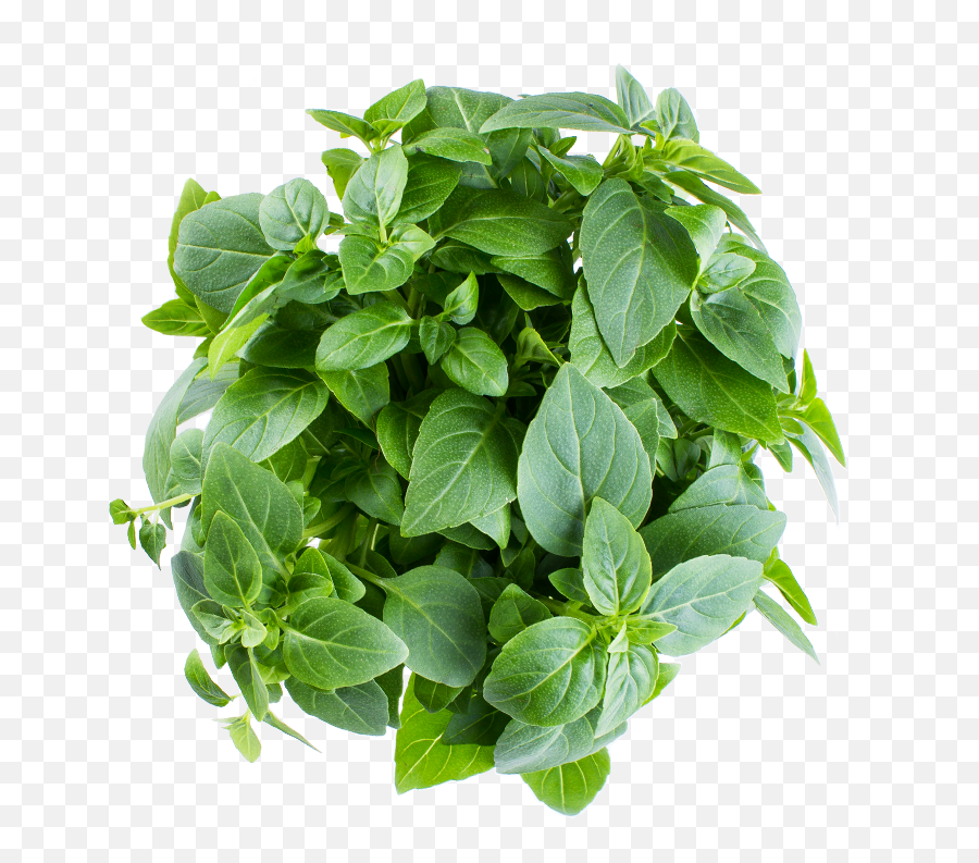Infarm Greek Basil - Houseplant Png,Basil Png