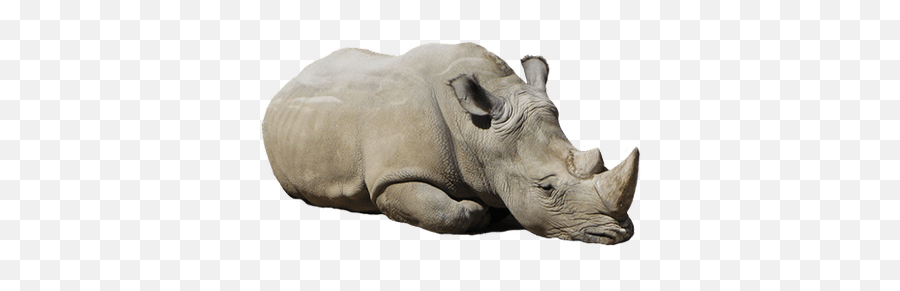 Rhino Cartoon Clipart Transparent Png - Rhino Png,Rhino Transparent Background