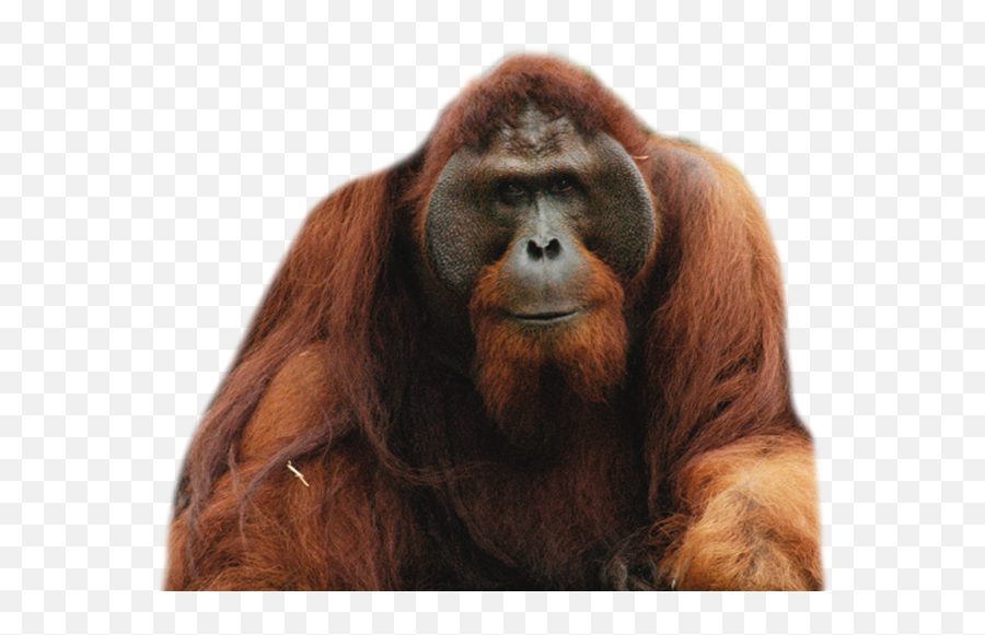 Orangutan Png Images Free Download - Orangutan Png,Orangutan Png