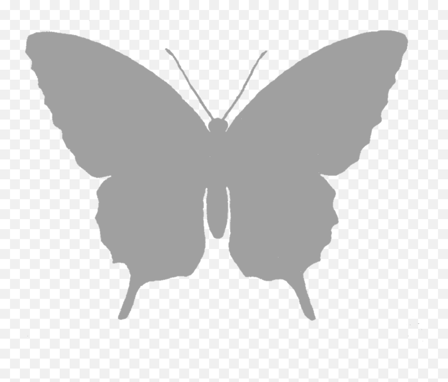 Butterfly Silhouette Image Grayscale - White Butterfly Png,Butterfly Silhouette Png