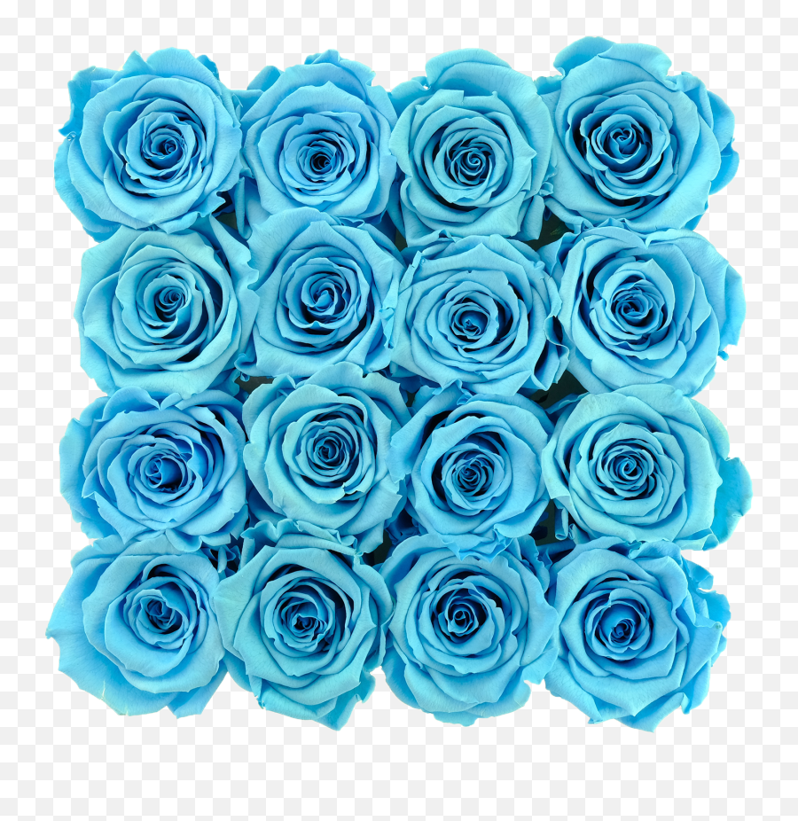 Download Blue Preserved Roses - Blue Rose Png Image With No,Blue Rose Png
