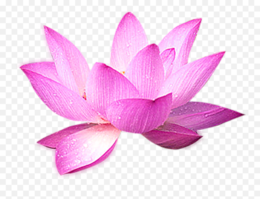 Lotus Flower Decoration Png Transparent Background