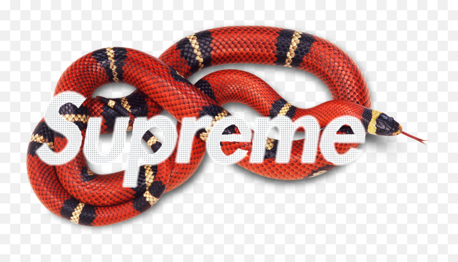 Gucci Snake Png Gallery - Red Snake With Black Stripes,Supreme Png