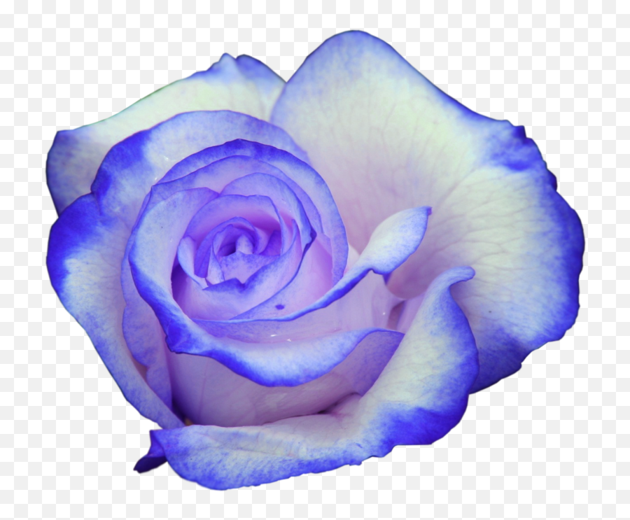 Rose Bleu Png 6 Image - Rose Png High Resolution,Purple Roses Png
