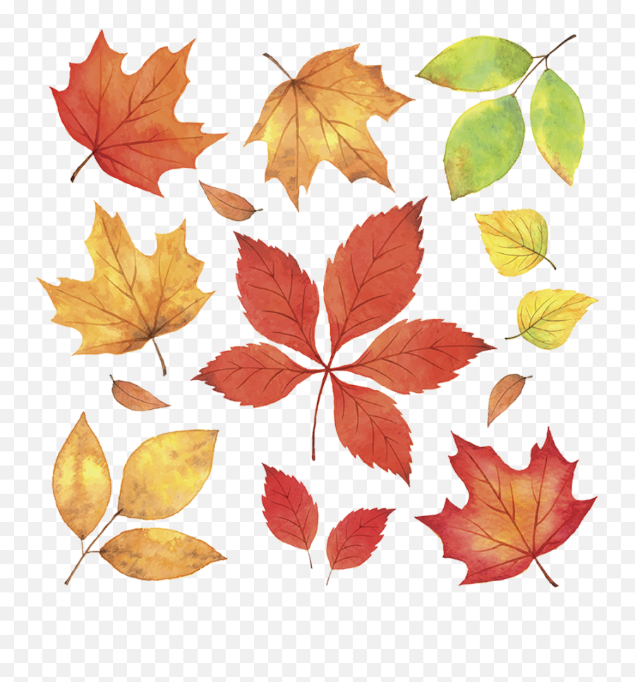 Maple Leaves Fall Png Download - Autumn Leaves Illustration Png,Fall Png