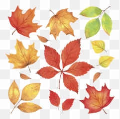 Maple Leaves Fall Png Download - Autumn Leaves Illustration Png,Fall Png