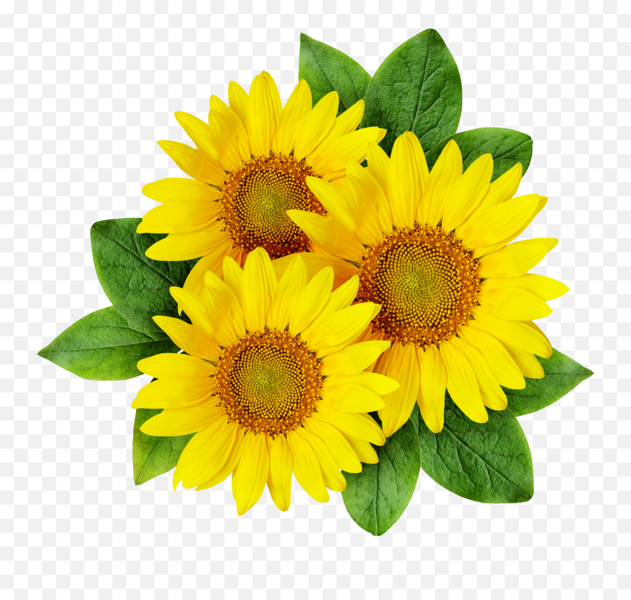 Sunflower Drawing Pictures Free Download - Cartoon Sunflowers Transparent Png,Sunflower Transparent Background