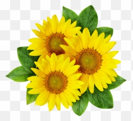 Sunflower Drawing Pictures Free Download - Cartoon Sunflowers Transparent Png,Sunflower Transparent Background