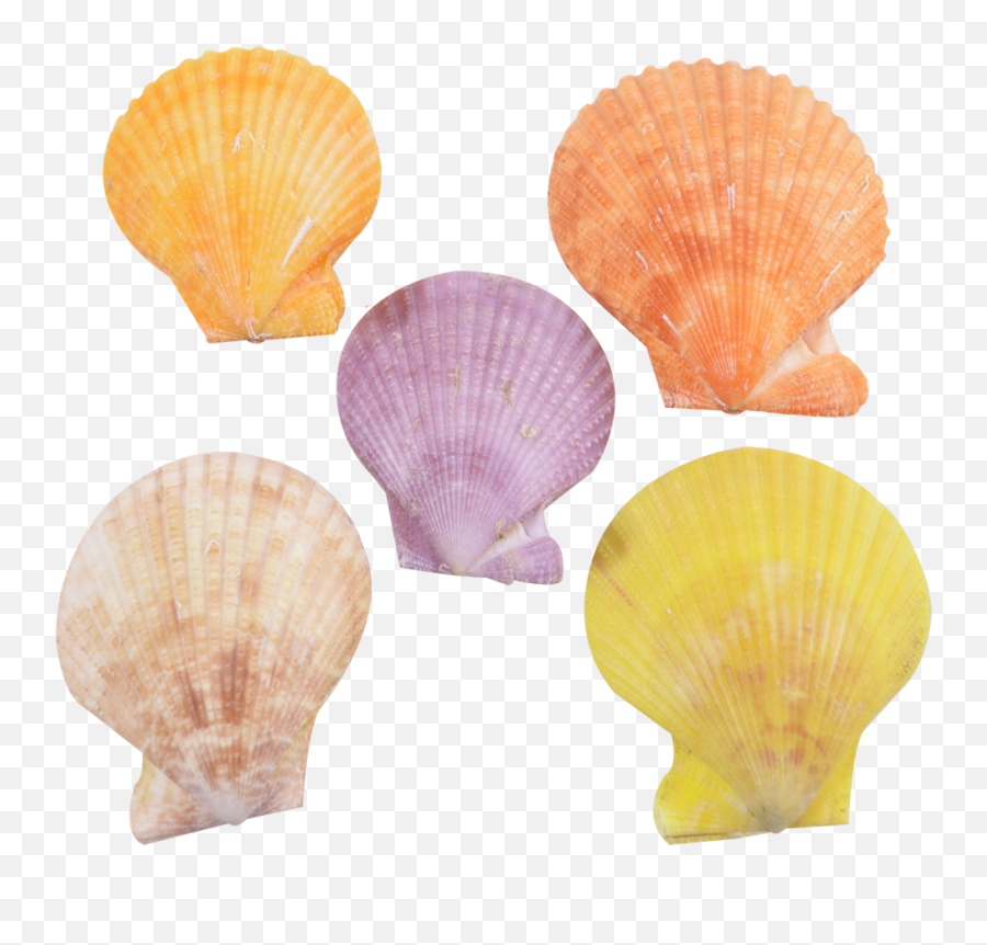 Sea Shell Png - Conchology,Seashell Png