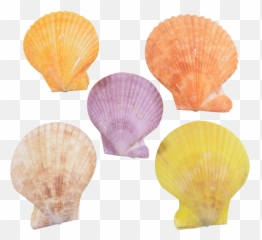 Sea Shell Png - Conchology,Seashell Png