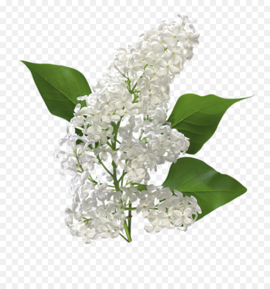 Carolineblue Magnolia Nap Decoupage - White Lilac Flower Transparent Png,White Flowers Transparent Background