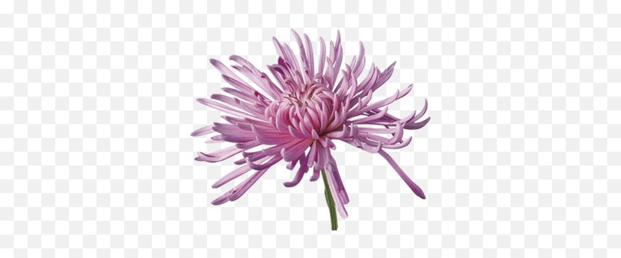 Open Chrysanthemum Transparent Png - Types Of Mums,Chrysanthemum Png