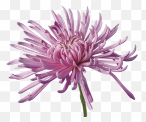 Open Chrysanthemum Transparent Png - Types Of Mums,Chrysanthemum Png