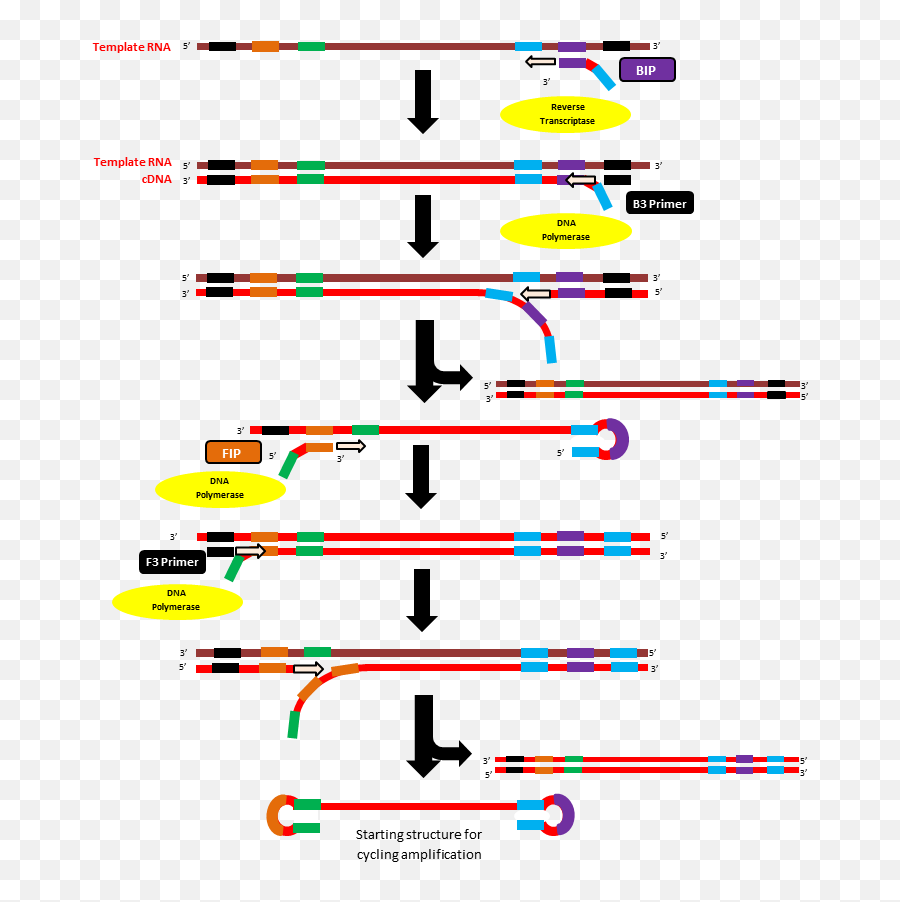 Initiation Step Of Rt - Royality Free Polymerase Chain Reaction Png,Step Png