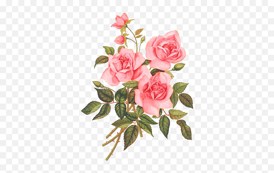 Download Hd Rose Paintings Watercolor Flowers Flower - Rosas Flores Vintage Png,Rosas Png
