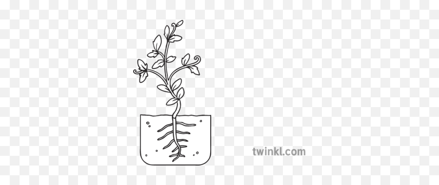 Tomato Plant Development Stage 4 Growth Seed Nature - Cow Bw Png,Tomato Plant Png