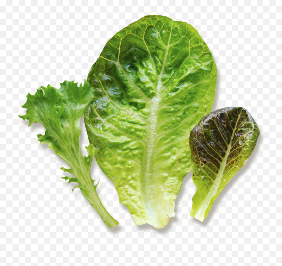 Baby Greens - Fresh Png,Romaine Lettuce Png