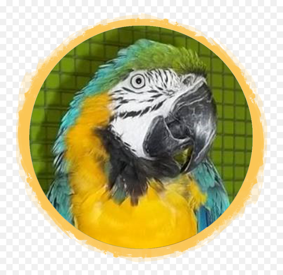 Blue U0026 Gold Macaw African Safari Wildlife Park - Port Budgerigar Png,Macaw Png