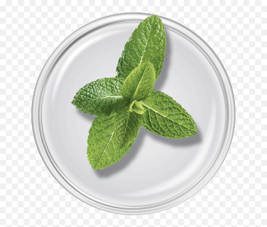 Purifying Spot Gel Epionce - Bowl Png,Mint Leaves Png