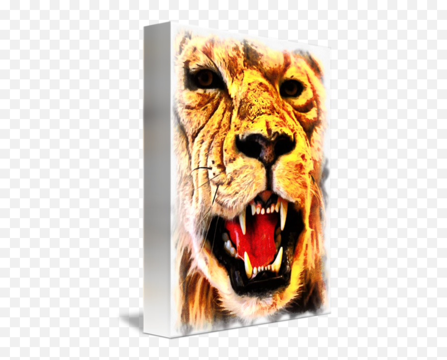 Lions Roar By Allan Davis Png Lion