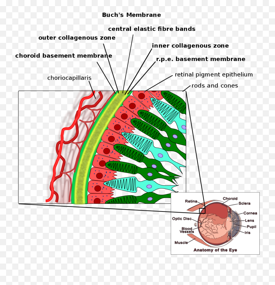 Angioid Streaks - Layers Of Membrane Png,Streaks Png