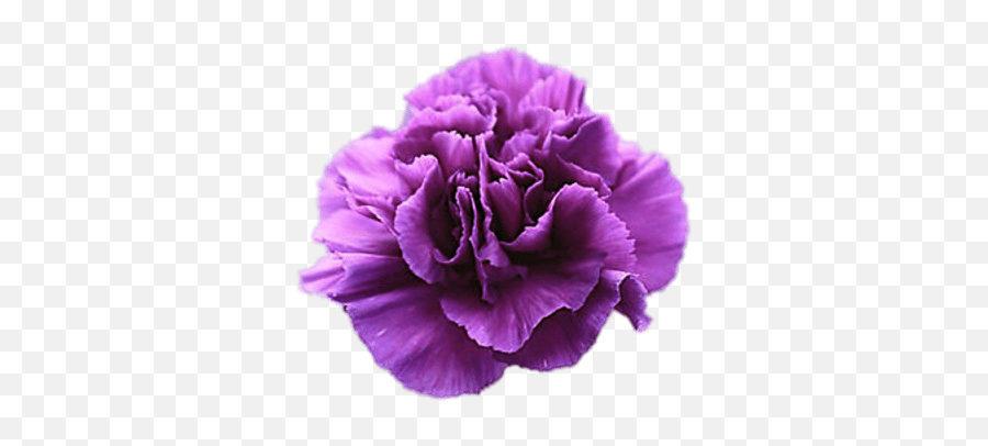 Violet Carnation Transparent Png - Purple Carnations Meaning,Carnation Png