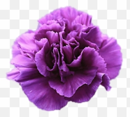Violet Carnation Transparent Png - Purple Carnations Meaning,Carnation Png