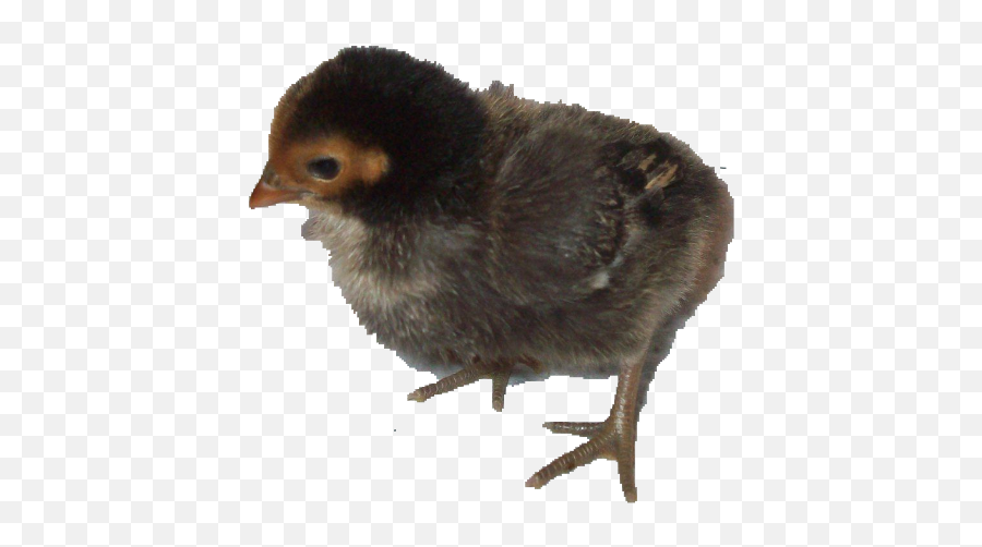 Baby Chick Png - Ameraucana,Baby Chick Png