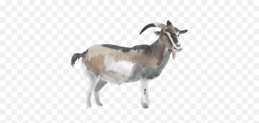 Free Goat Transparent Image - Artificial Insemination Png,Goats Png