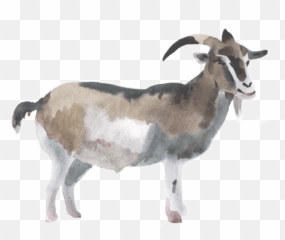 Free Goat Transparent Image - Artificial Insemination Png,Goats Png